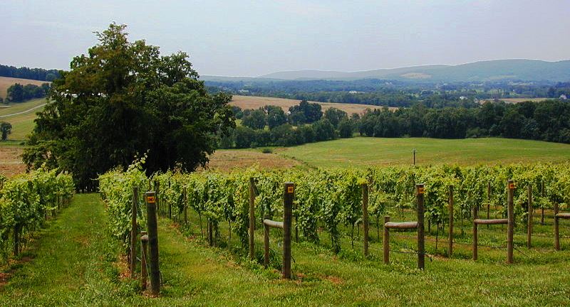 Virginia Vineyard